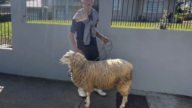 ‘Poodle gigante’: senhor chama atenção ao passear com seu ‘cachorro-ovelha’ em Timbó