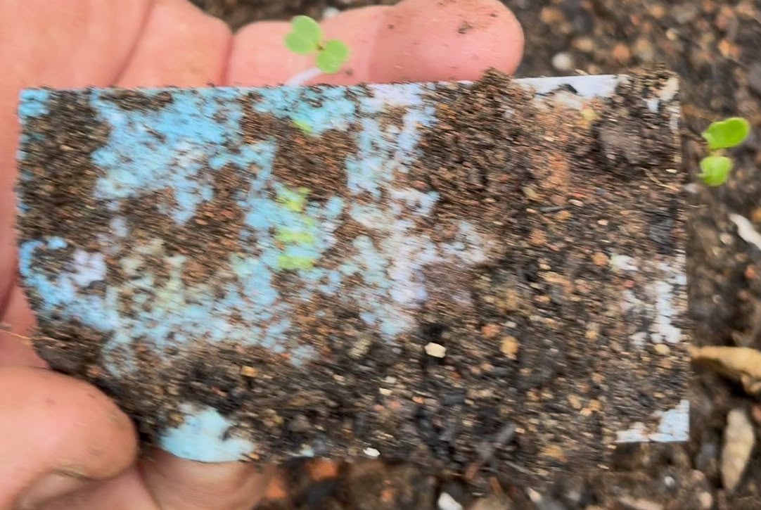 Santinho que vira planta? Candidato aposta em papel-semente em SC