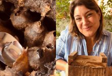 Do meliponário para a mesa: mulher tira mel na hora e transforma tábua de queijos em experiência inusitada