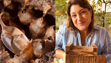 Do meliponário para a mesa: mulher tira mel na hora e transforma tábua de queijos em experiência inusitada