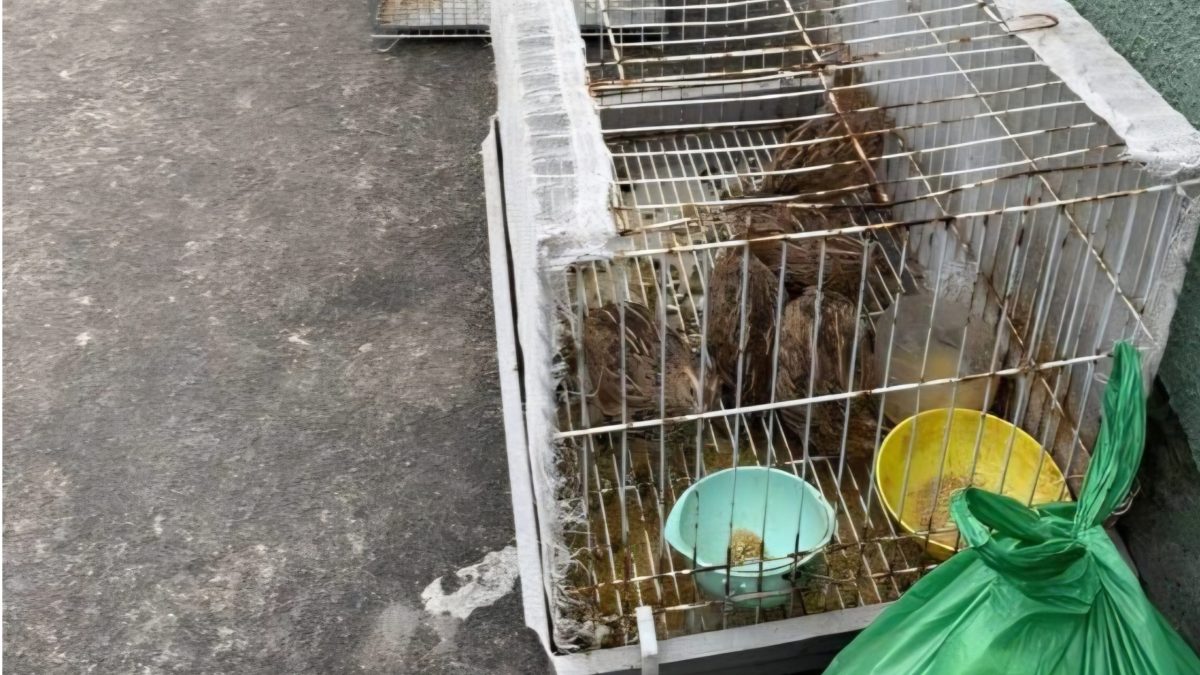 Escada desaba sobre duas crianças de 8 anos e mais de 30 moradores são retirados de imóvel em SC