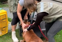 Pitbulls são apreendidos após matarem cão comunitário em Blumenau