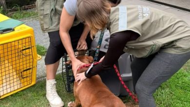 Pitbulls são apreendidos após matarem cão comunitário em Blumenau