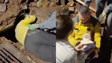 Cão é retirado de tubulação com cerca de 75 metros após operação de resgate em SC