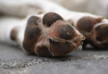 Em Jaraguá do Sul, mulher é condenada por mandar matar cachorro da própria filha