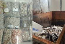 Câmara fria a 13°C e falhas sanitárias levam ao descarte de 13 toneladas de pescados em SC