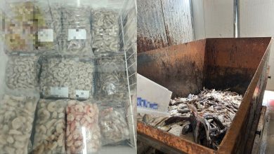 Câmara fria a 13°C e falhas sanitárias levam ao descarte de 13 toneladas de pescados em SC