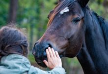 Cavalos recuperam reconhecimento como seres capazes de sentir emoções em SC