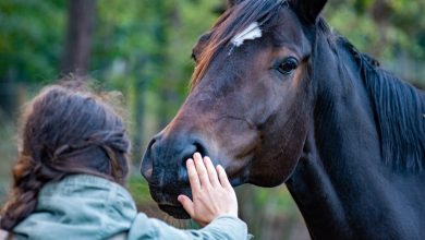 Cavalos recuperam reconhecimento como seres capazes de sentir emoções em SC