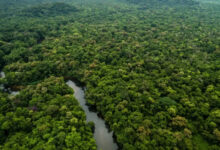 Holanda promete US$ 500 milhões a fundo brasileiro que paga pela preservação de florestas