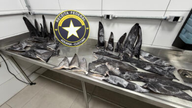 Receita Federal apreende 17 toneladas de barbatanas de tubarão em porto de SC