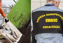Fiscalização descarta mais de 10 toneladas de pescados em SC e prende proprietário