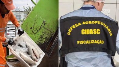 Fiscalização descarta mais de 10 toneladas de pescados em SC e prende proprietário
