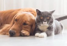 Timbó abre inscrições para o 4º ciclo de castração gratuita de cães e gatos