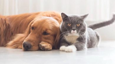 Timbó abre inscrições para o 4º ciclo de castração gratuita de cães e gatos