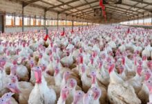 SC confirma terceiro foco da doença de Newcastle em granja com 9,6 mil aves