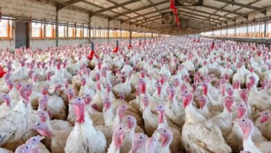 SC confirma terceiro foco da doença de Newcastle em granja com 9,6 mil aves