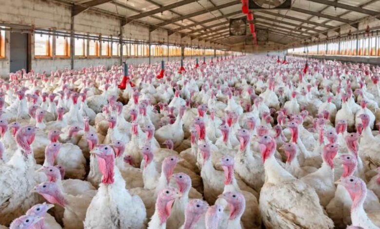 SC confirma terceiro foco da doença de Newcastle em granja com 9,6 mil aves