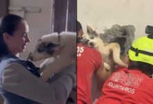Cachorro fica preso em vão entre galpões, mobiliza nove bombeiros e é resgatado após horas em SC