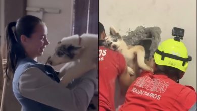 Cachorro fica preso em vão entre galpões, mobiliza nove bombeiros e é resgatado após horas em SC