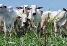 Carne brasileira chega à China com tarifa de 67% após cota anual