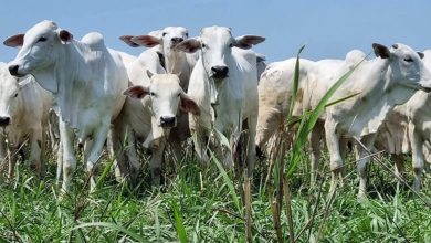 Carne brasileira chega à China com tarifa de 67% após cota anual