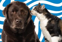 Indaial prepara 5ª etapa de castração gratuita para cães e gatos