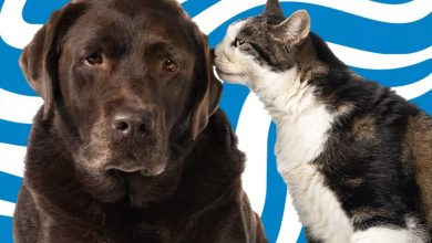 Indaial prepara 5ª etapa de castração gratuita para cães e gatos