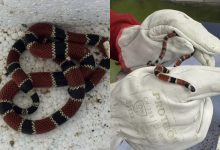 Cobra-coral verdadeira aparece dentro de casa em Indaial e acende alerta para risco com animais peçonhentos