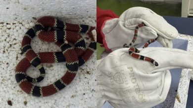 Cobra-coral verdadeira aparece dentro de casa em Indaial e acende alerta para risco com animais peçonhentos