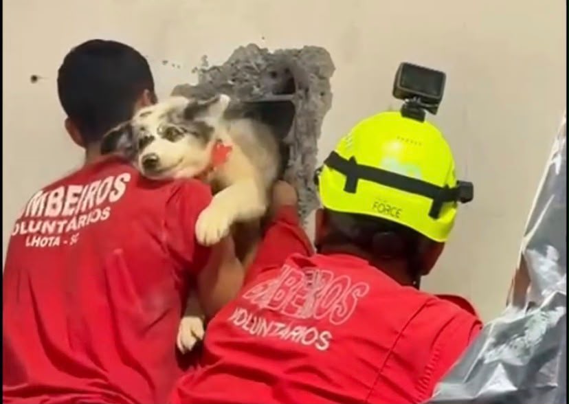 Cachorro fica preso em vão entre galpões, mobiliza nove bombeiros e é resgatado após horas em SC
