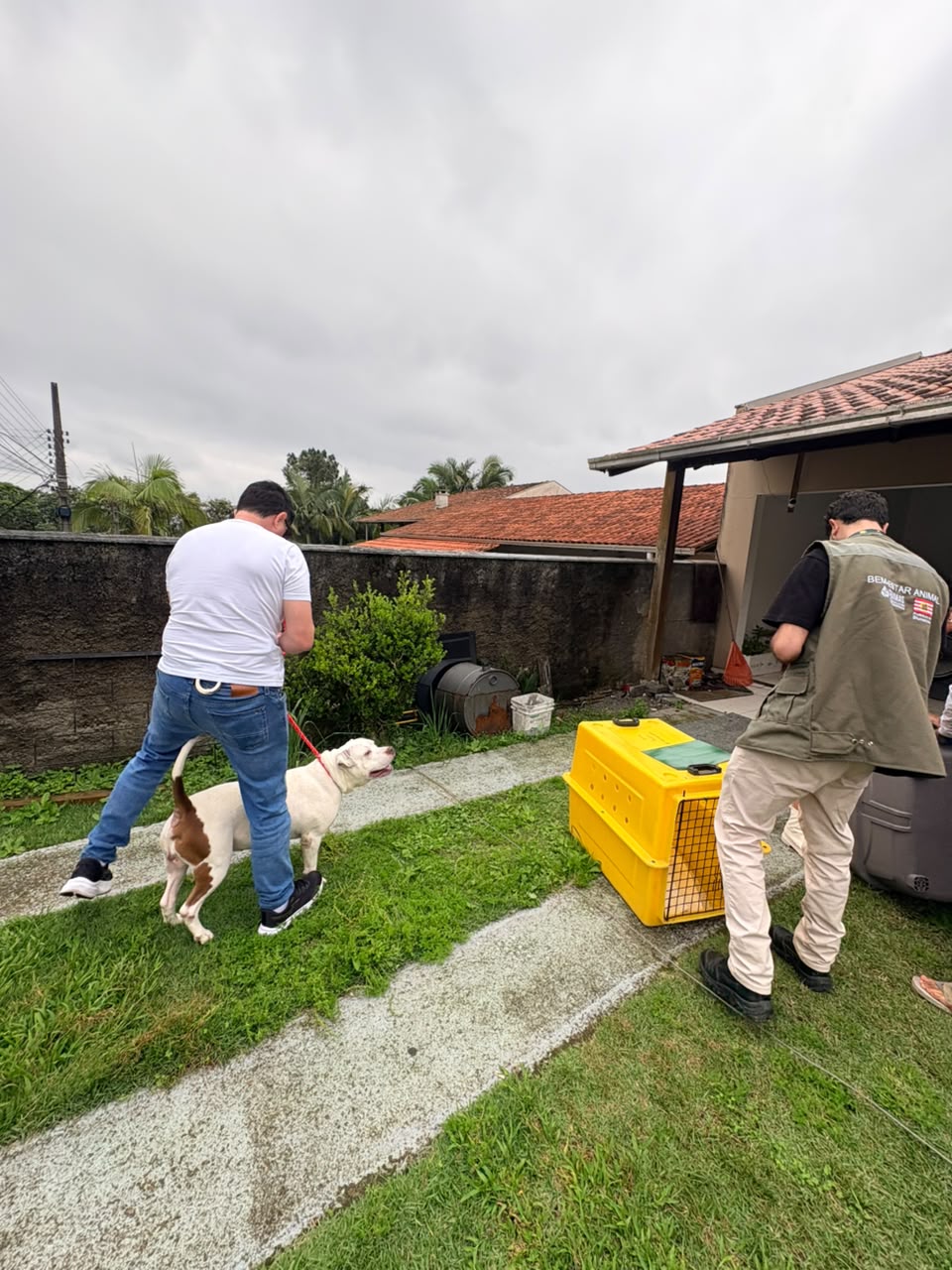 Pitbulls são apreendidos após matarem cão comunitário em Blumenau