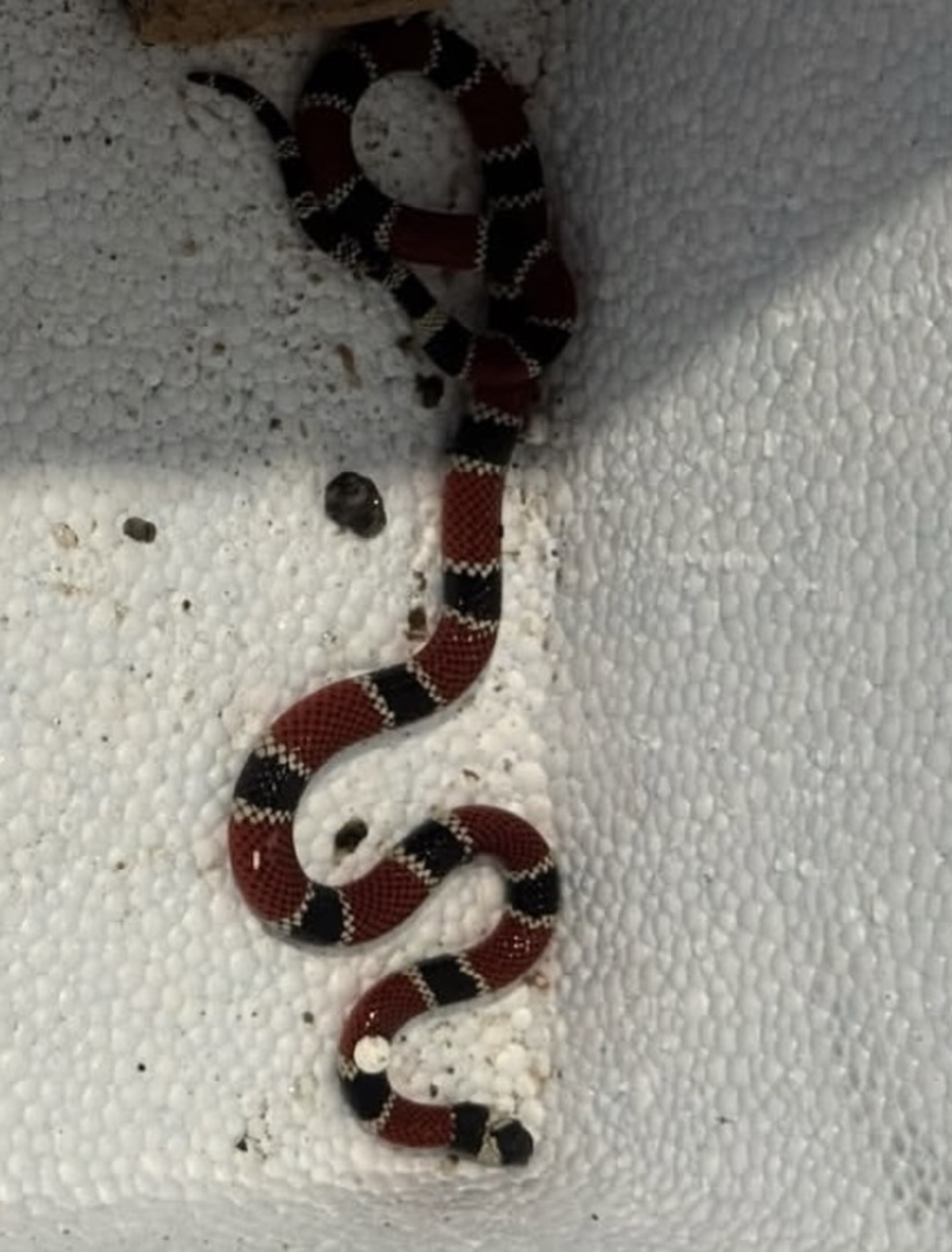 Cobra-coral verdadeira aparece dentro de casa em Indaial e acende alerta para risco com animais peçonhentos