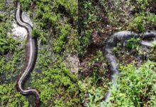 Cena rara! Drone registra três sucuris gigantes em meio à vegetação no Mato Grosso do Sul