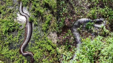 Cena rara! Drone registra três sucuris gigantes em meio à vegetação no Mato Grosso do Sul
