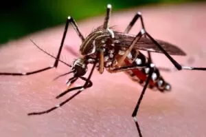 Morte por dengue é confirmada em idoso de 84 anos em Blumenau