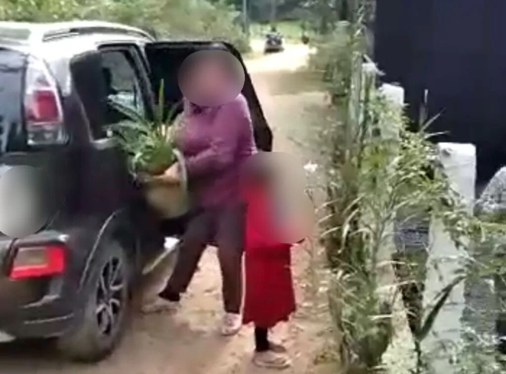 Mulher usa netos para furtar plantas em Rio dos Cedros
